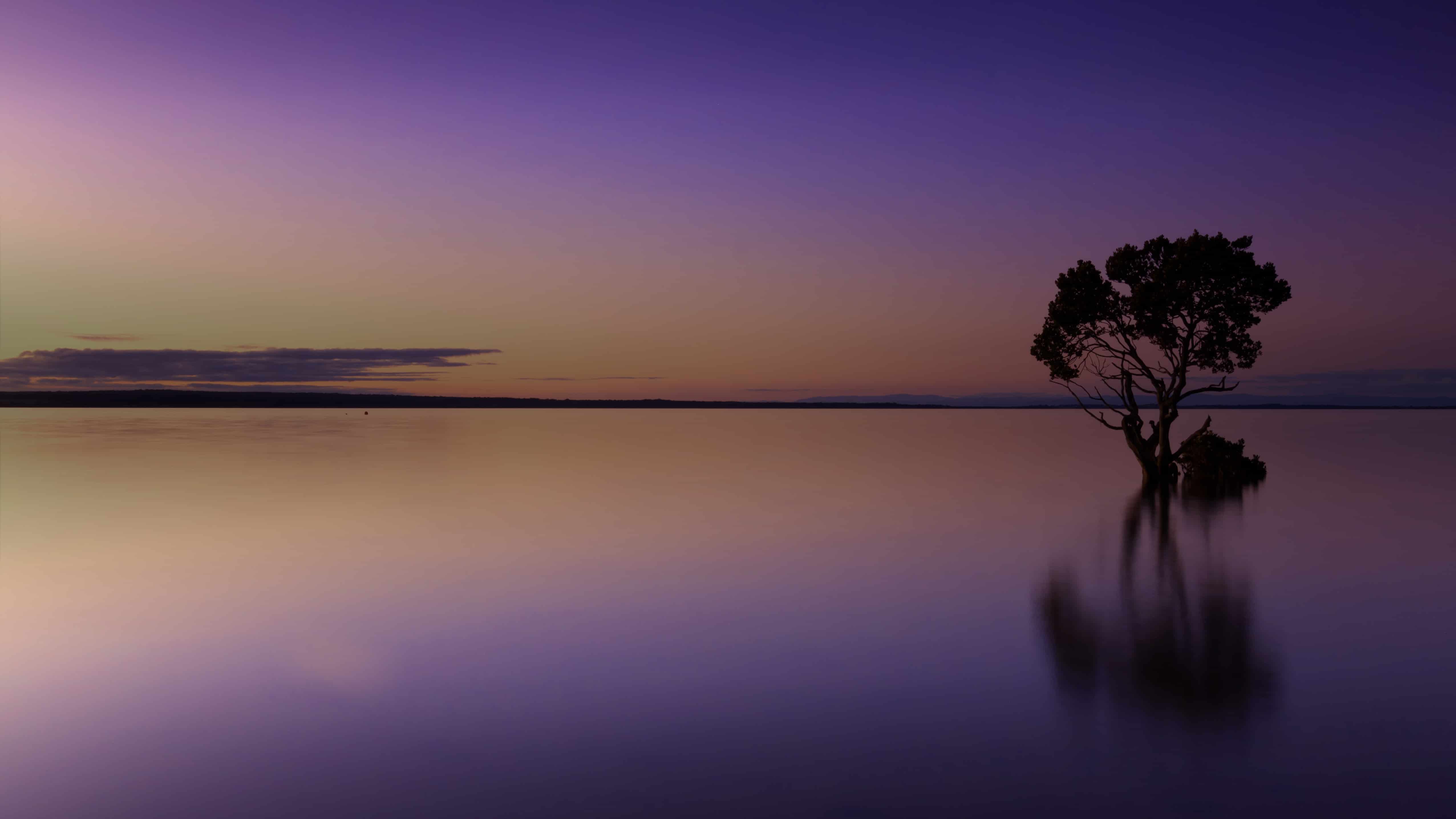 A tree in the middle of water at dusk.