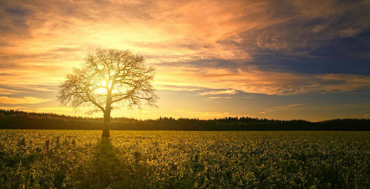 tree in field at sunrise