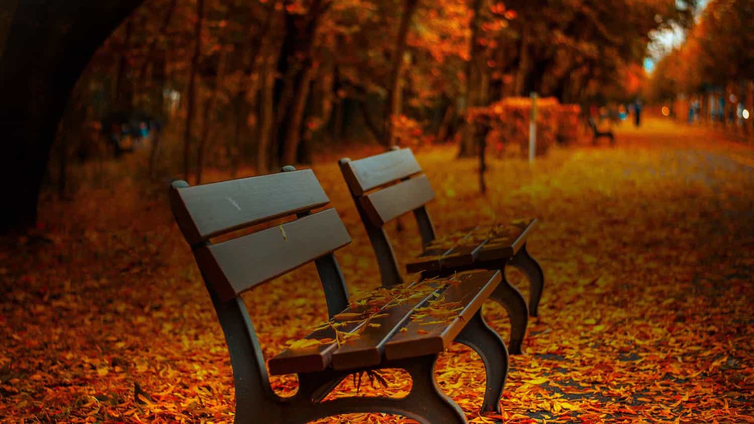Two benches surrounded by fall leaves and trees